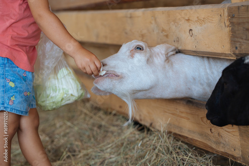 Little cute girl feeds white goat at goat farm. Little girl with goat