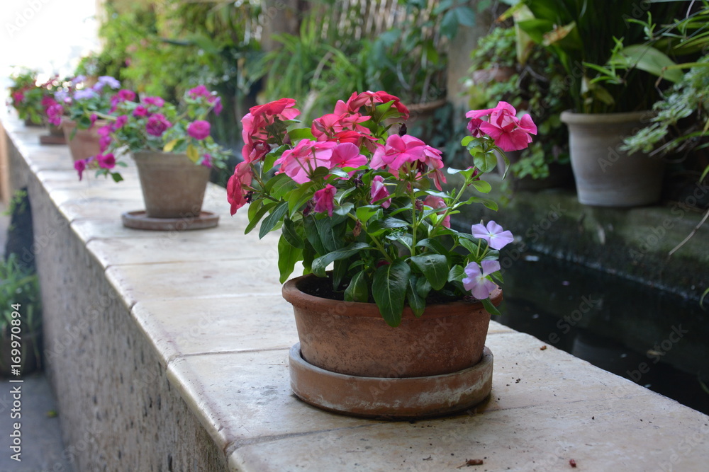 Geranium