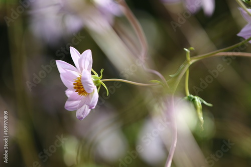 Fototapeta Naklejka Na Ścianę i Meble -  dahlia