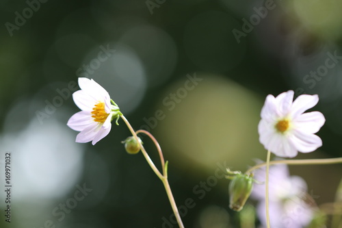 Fototapeta Naklejka Na Ścianę i Meble -  dahlia