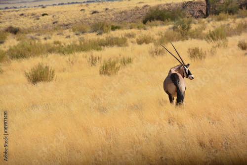 Photos natura africana