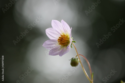 Fototapeta Naklejka Na Ścianę i Meble -  dahlia