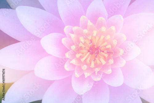 sweet pink lotus in soft and blur style for background