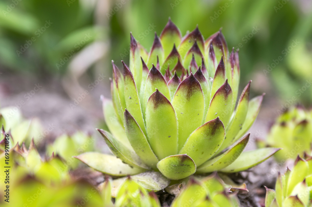 Sempervivum tectorum plant Sempervivum tectorum plant
