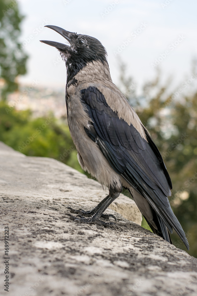 Fototapeta premium just gray crow
