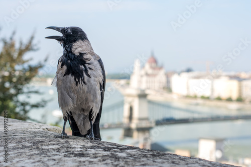 crow and Budapest © InessaI
