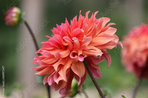 Fototapeta Naklejka Na Ścianę i Meble -  dahlia