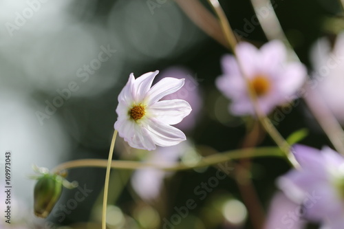 Fototapeta Naklejka Na Ścianę i Meble -  dahlia