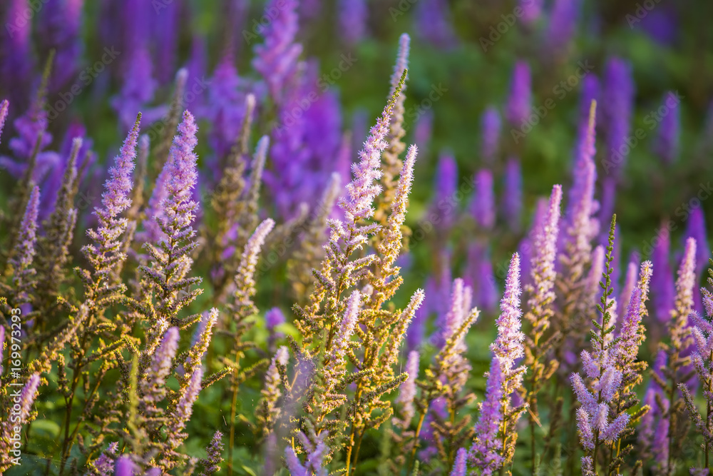 Obraz premium Beautiful purple flowers. A field of purple flowers on sunset rays of the sun