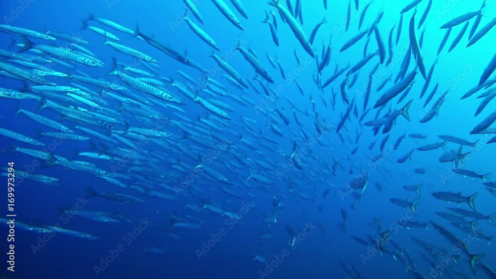Underwater school of barracudas in a very blue water - Marine life Underwater school of barracudas in a very blue water - Marine life