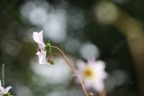 Fototapeta Naklejka Na Ścianę i Meble -  dahlia