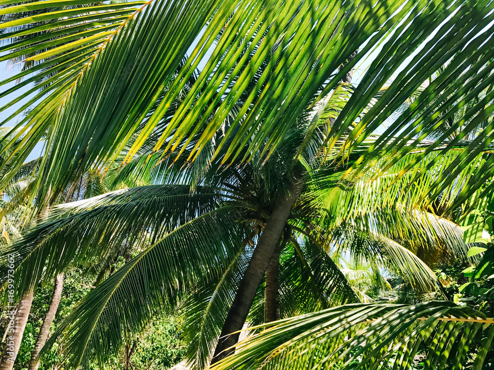 Obraz premium Abstract palm tree 