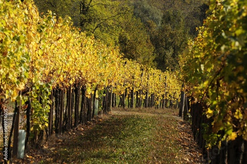 Tardor Fall Autunno Herbst Otoño Syksy Efterår Automne Autumn Jesen Haust Ősz Vineyard Herfst Vigneto Höst Jesień  photo