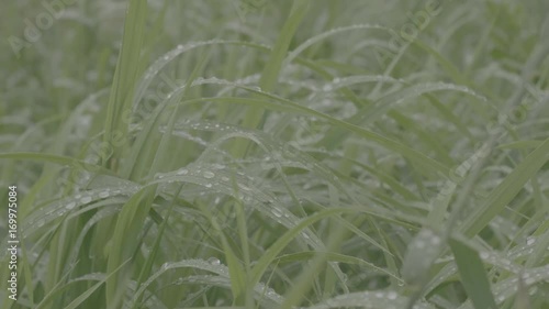 Drops of water on grass and forest reflection in them. Grass with water drops after rain. Bokeh effect of drops of water on grass in a forest photo