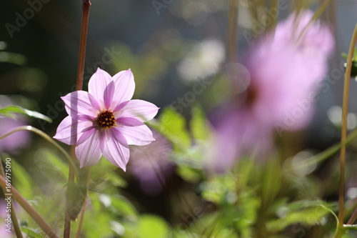 Fototapeta Naklejka Na Ścianę i Meble -  dahlia