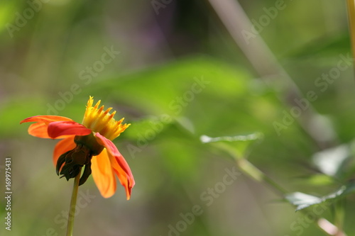 Fototapeta Naklejka Na Ścianę i Meble -  dahlia