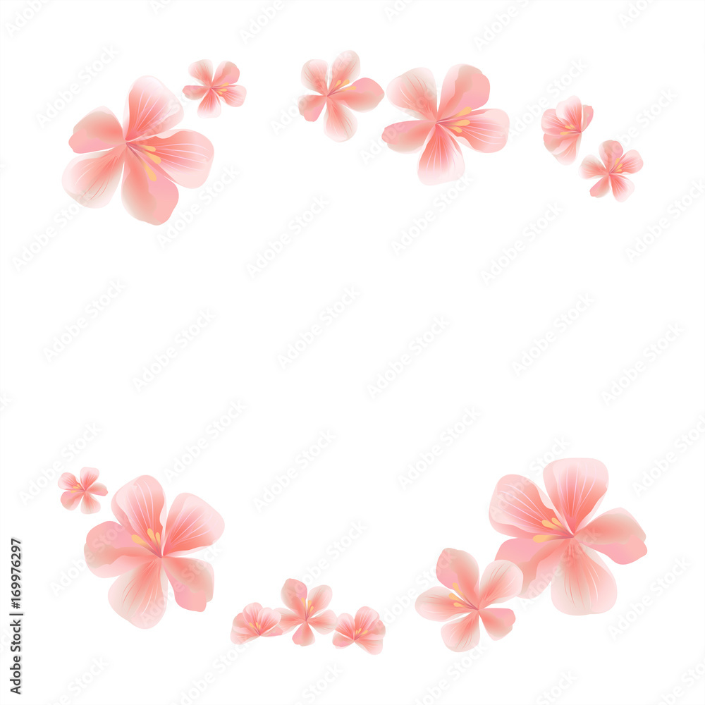 Pink flying flowers isolated on White background. Frame. Sakura flowers. Cherry blossom. Vector