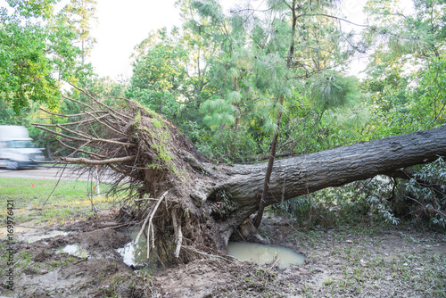 A large live oak tree uprooted by Harvey Hurricane Storm fell on bike/walk trail/pathway in suburban Kingwood, Northeast Houston, Texas, US. Fallen tree after this serious storm came through. photo