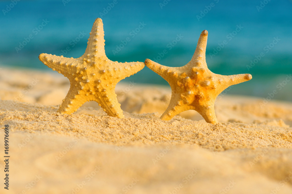 Two starfish on the beach. Dominican Republic Two starfish on the beach. Dominican Republic