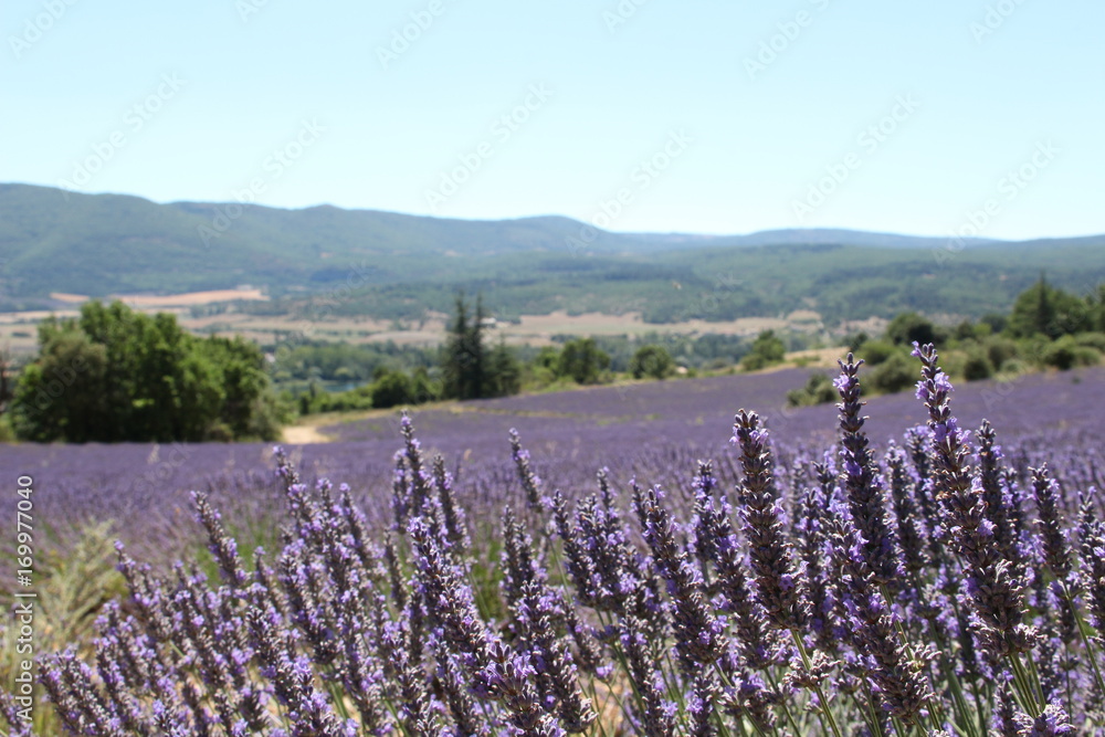 Obraz premium Lavendelfeld