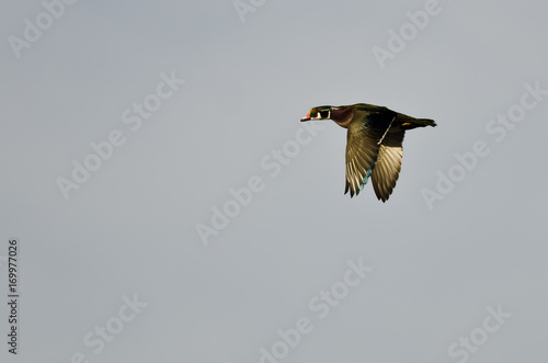 Male Wood Duck Flying in an Overcast Sky