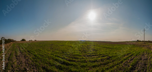 Fototapeta Naklejka Na Ścianę i Meble -  A crop field panorama against a blue sky background