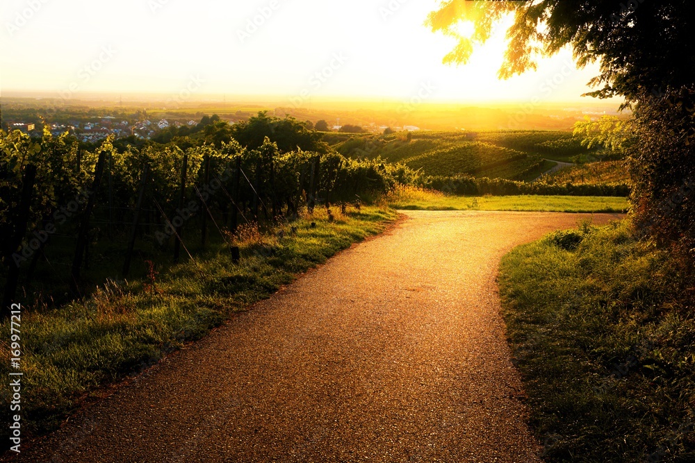Sonnenuntergang über Feldweg und Weinbergen Sonnenuntergang über Feldweg und Weinbergen