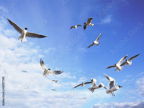 Dreams of freedom. Black-headed seagulls fly in the sunny blue sky with some light cirrus clouds. © Iuliia