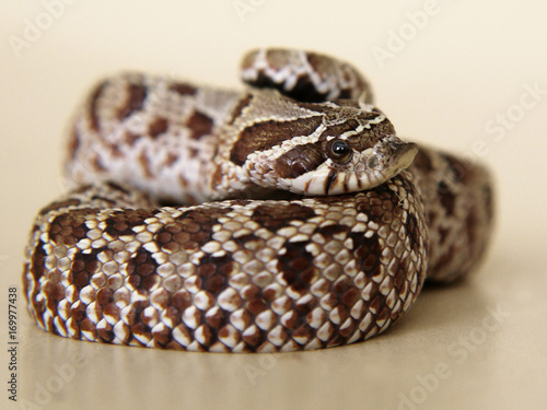 Snake: pensive, sad, frightened, or surprised? A western hognose snake shows an uncertain but bright emotion. Neutral background.