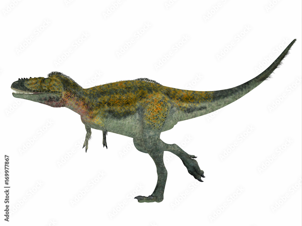 Alioramus Dinosaur Side Profile - Alioramus was a carnivorous theropod dinosaur that lived in Asia in the Cretaceous Period. Alioramus Dinosaur Side Profile - Alioramus was a carnivorous theropod dinosaur that lived in Asia in the Cretaceous Period.