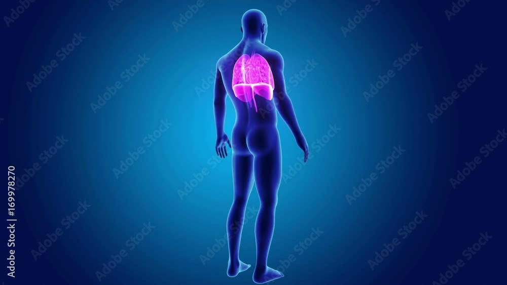 Heart, Lungs and Diaphragm with Body Heart, Lungs and Diaphragm with Body