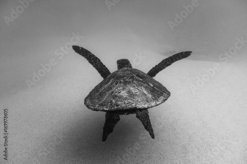 Photography Sea Turtle