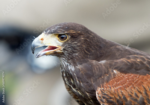 Close up of a Caracara head with beak slightly open