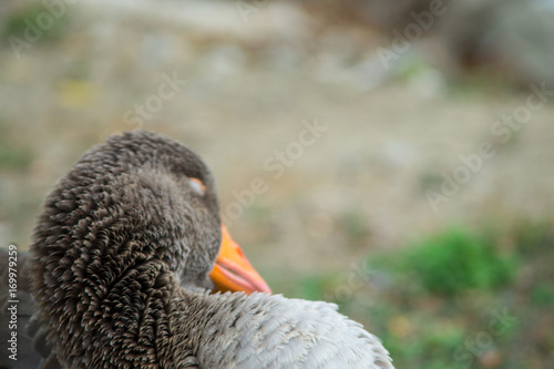 Duck closeup, duck unting and eating a fish photo