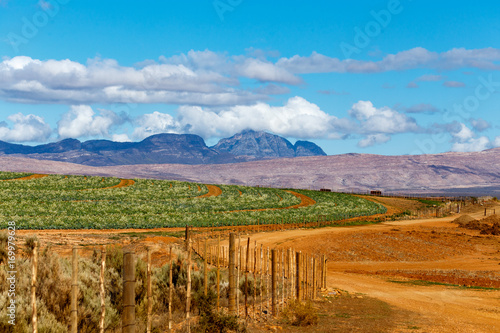 Photography Fields of green grasses and mountains