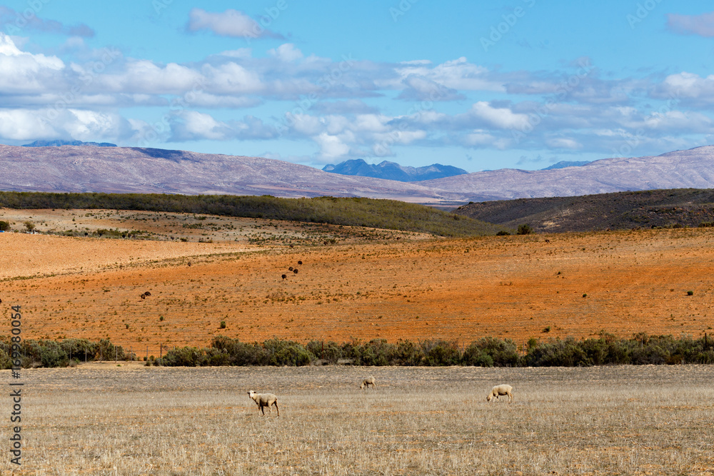 Sheep grazing in the green grass Sheep grazing in the green grass
