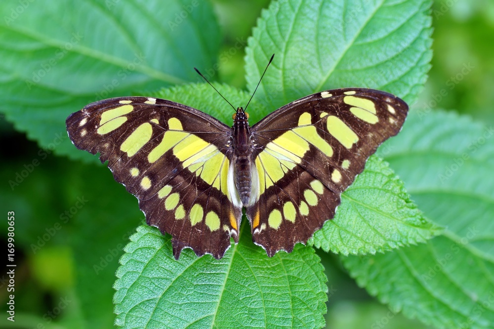 Malachitfalter (Siproeta stelenes) Malachitfalter (Siproeta stelenes)