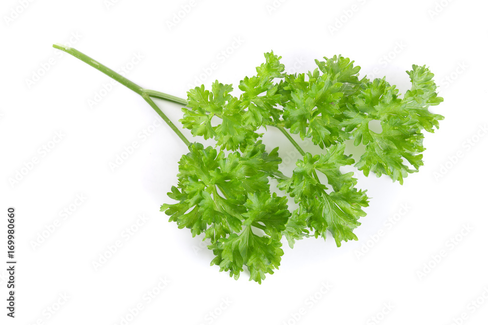 Curly parsley isolated on a white background Curly parsley isolated on a white background