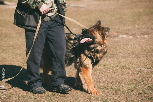 German Shepherd On Obedience Dog Training. Alsatian Wolf Dog