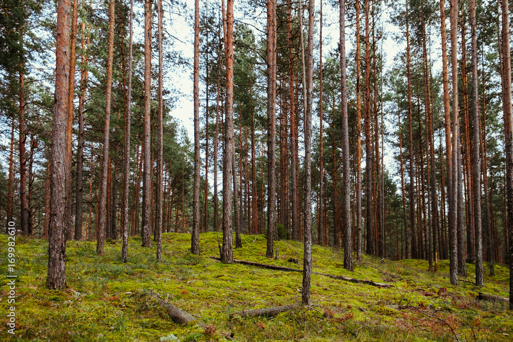 Obraz premium Old forest with moss covered trees and rays of sun in summer autumn