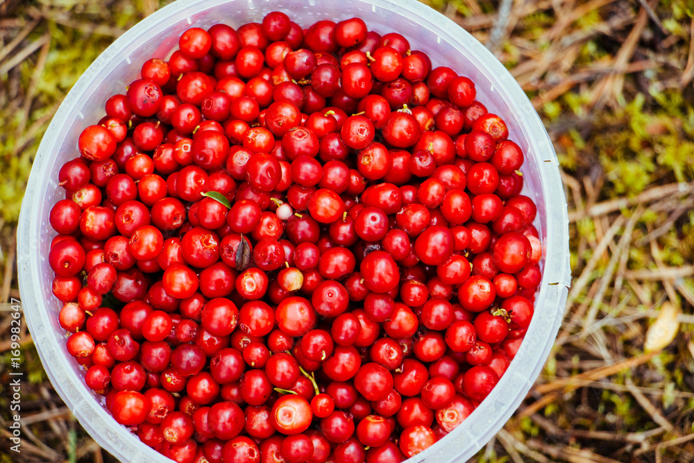 Bucket with cranberries in the forest top view flatlay Bucket with cranberries in the forest top view flatlay