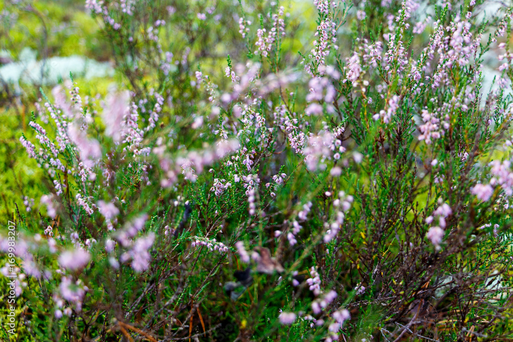 forest heather flowers and blossoms in spring blooming in natural environment