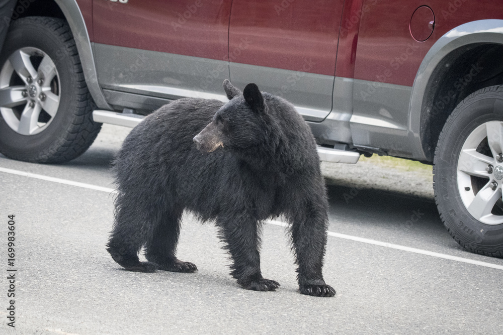 Fototapeta premium Black Bear and Traffic, Mendenhall Glacier
