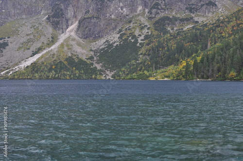 Morkie Oko