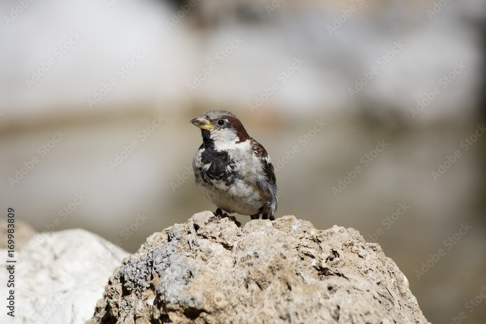 Obraz premium sparrow