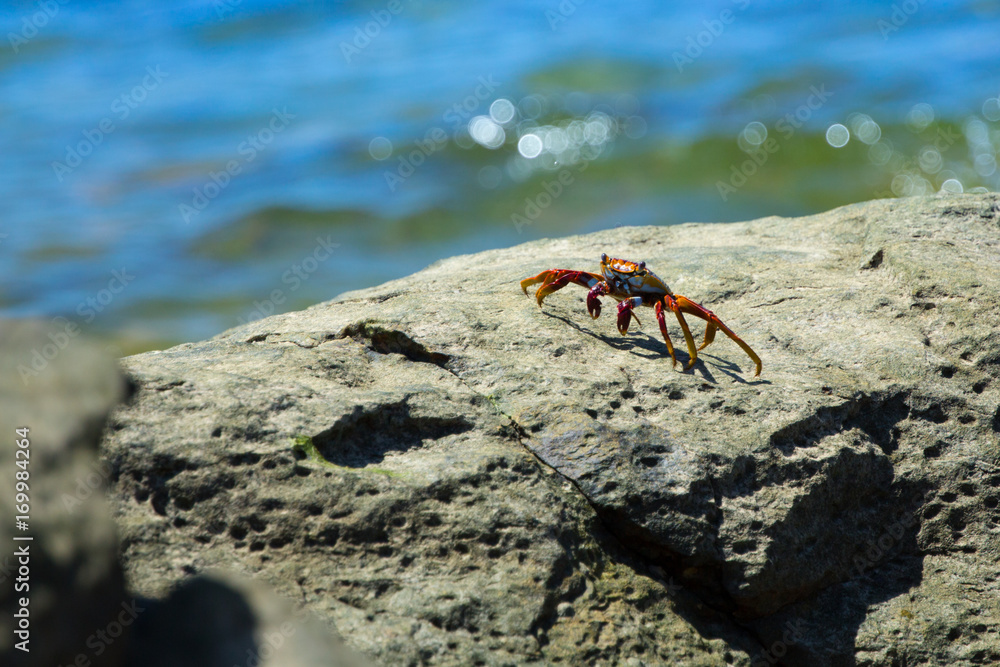 Fototapeta premium Crab on the rock