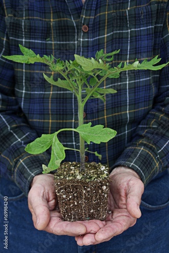 Man holding tomato plant, root showing,  ready to sow in garden