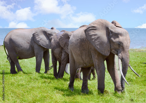 Herd of elephants next to lake Kariba in Bumi national park, zimbabwe