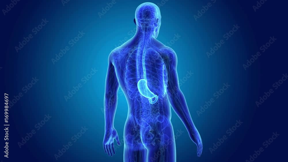 Stomach with Anatomy Stomach with Anatomy