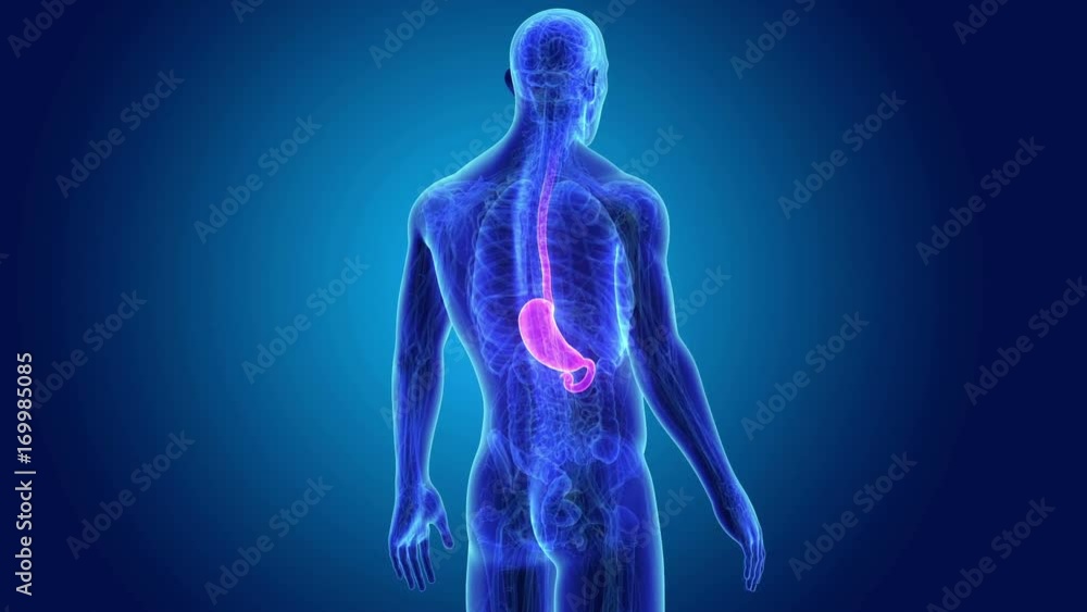 Stomach with Anatomy Stomach with Anatomy